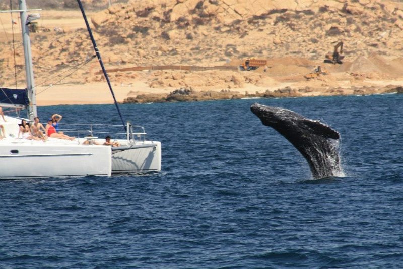 catamaran Cabo san lucas Los Cabos Catanaran rentals and charters, Los Cabos